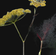 Bronze Fennel