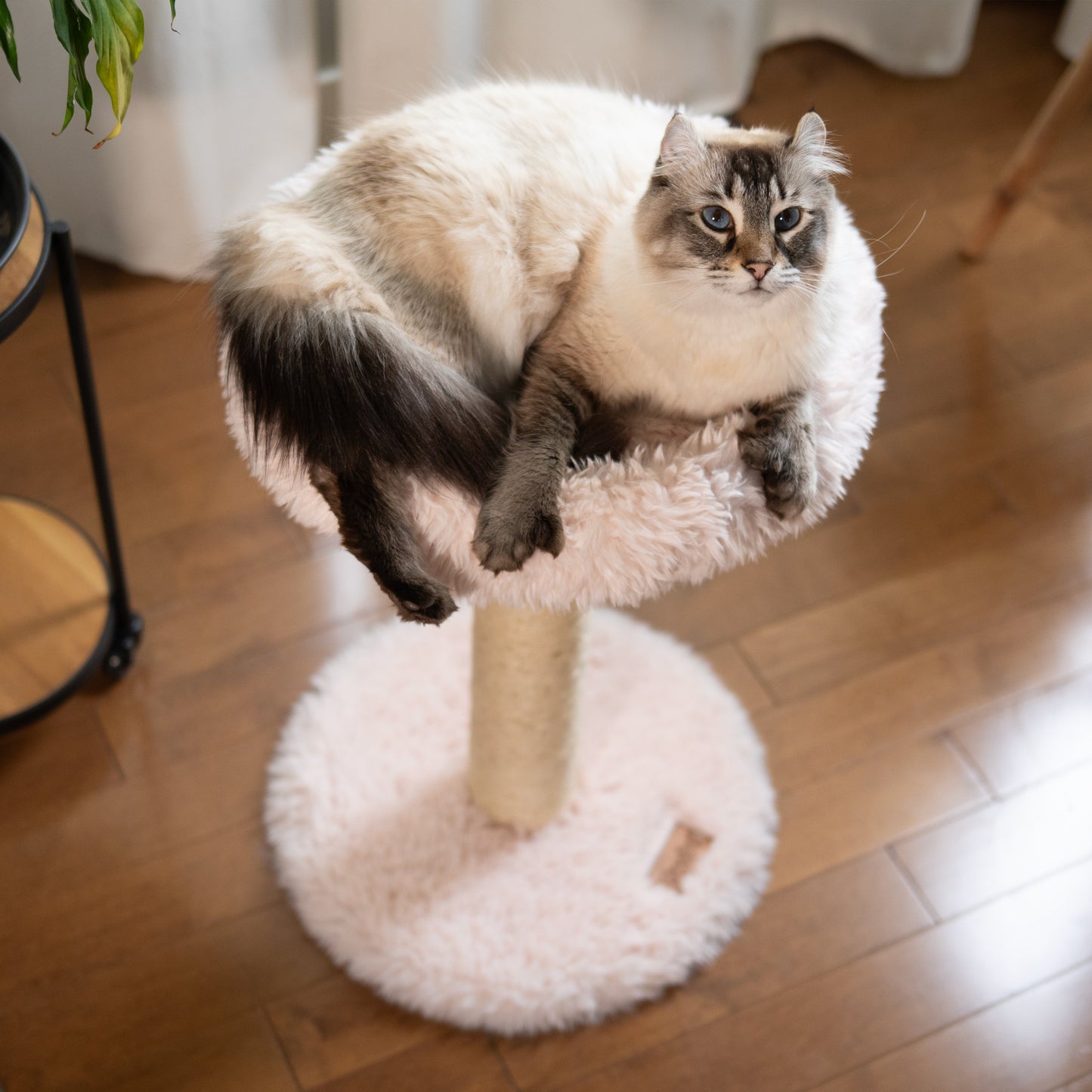 The Blush Perch – 1-Level Cat Tree
