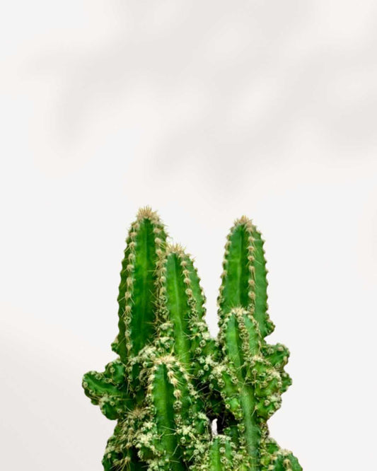 Cactus Cereus Fairy Castle