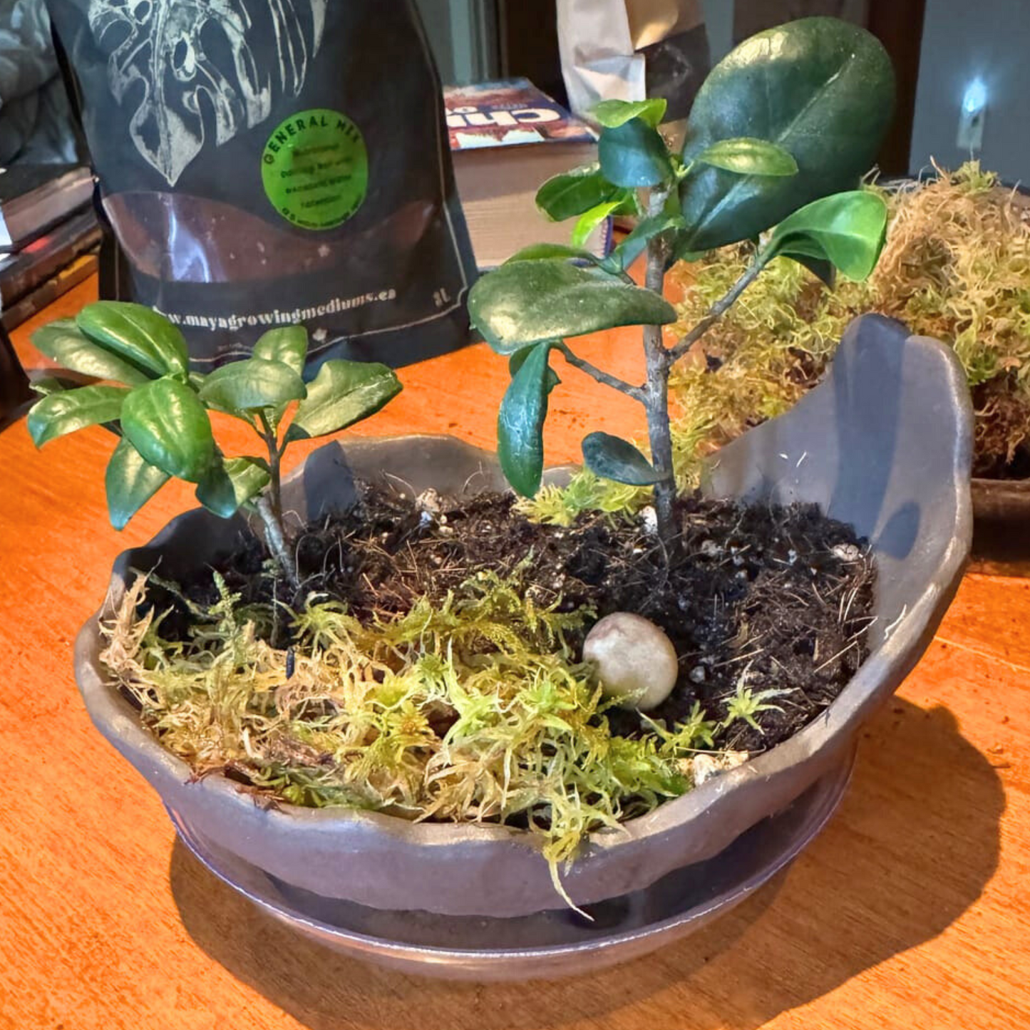 Natural Canadian Sphagnum Moss - Revita-Moss