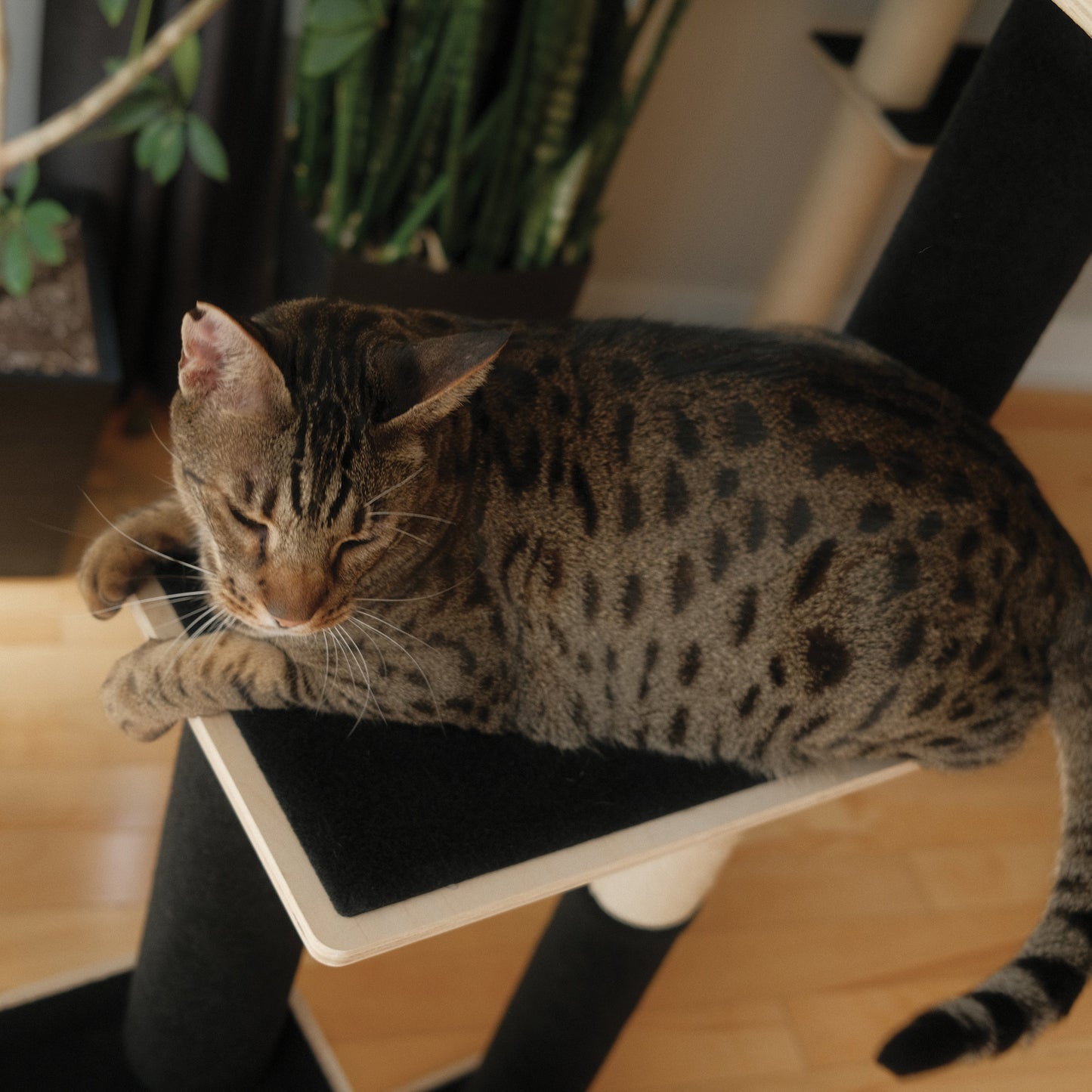 Noba Modern Plywood 3-Level Cat Tree