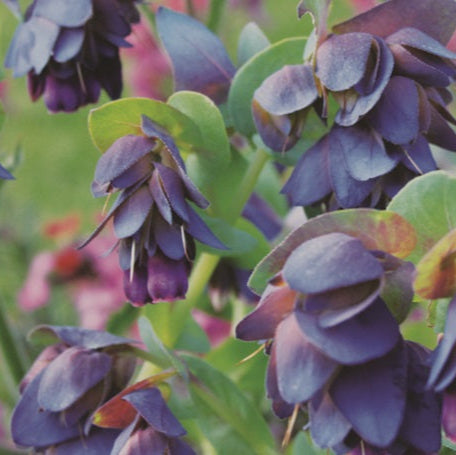 Cerinthe
