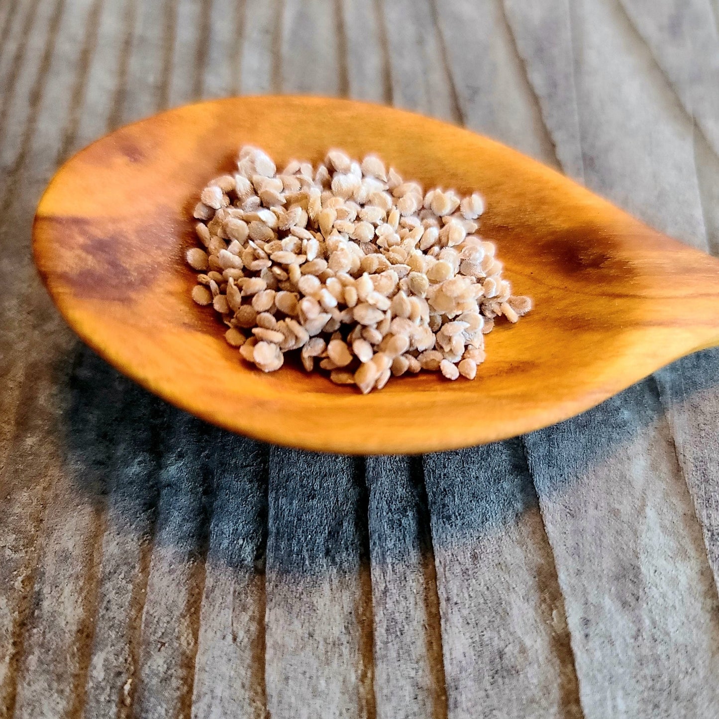 Gardener's Delight Tomato
