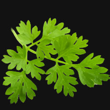 Chervil (French Parsley)