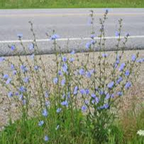 Chicory