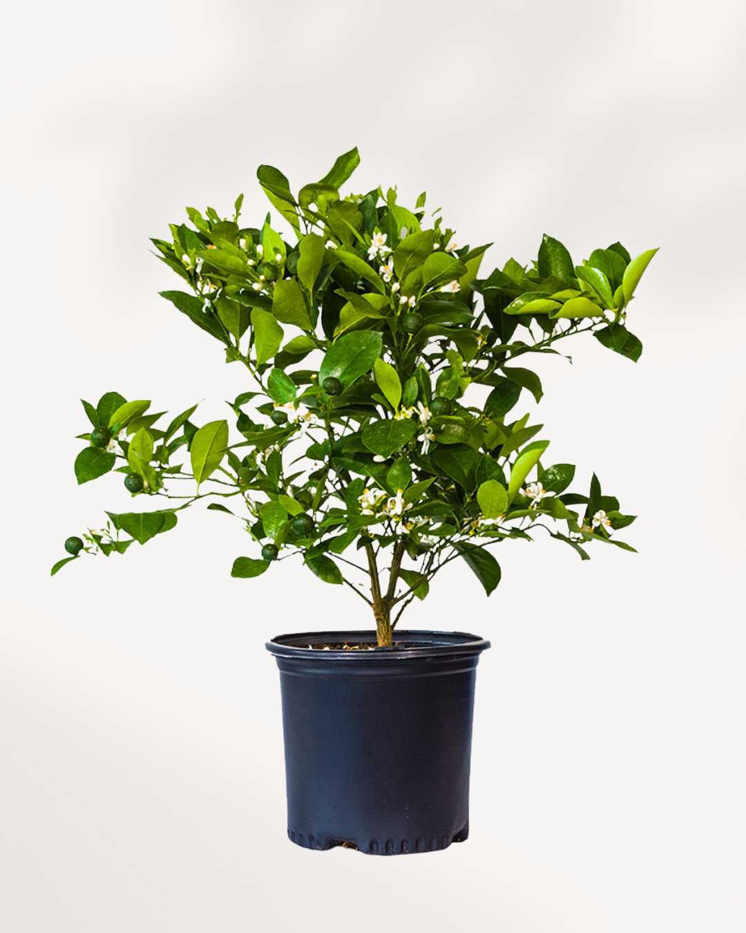 Citrus, Calamondin Orange