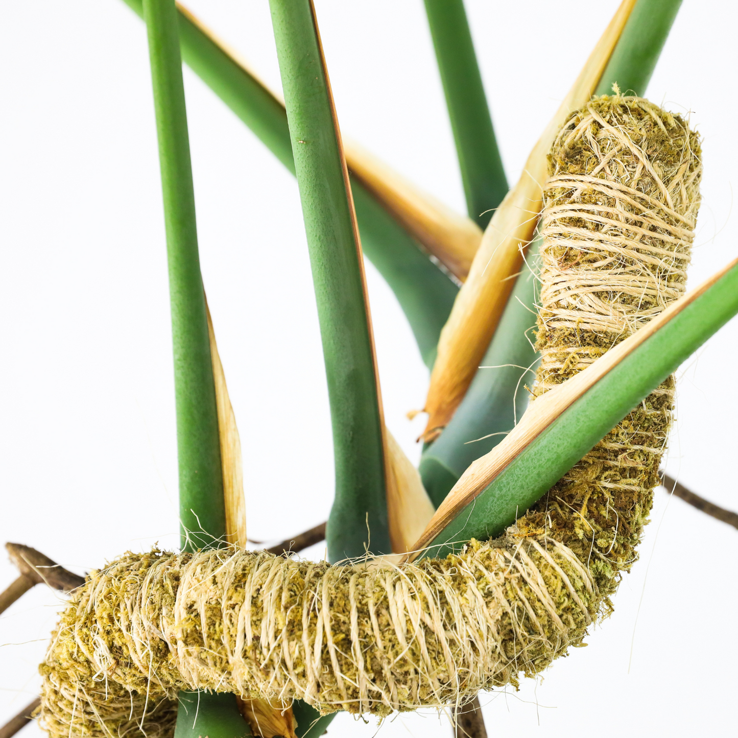 The Original Bendable Moss Pole™ - Best Seller (Pins Included)