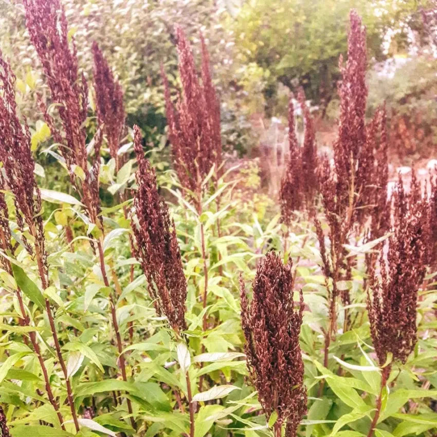 Coastal Mugwort