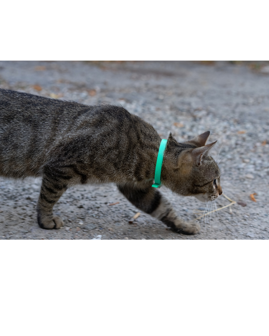 Collier en Biothane pour chat - fait main au Québec