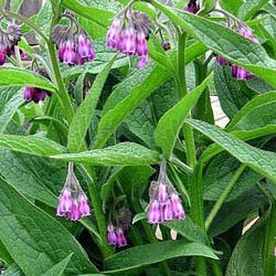 Comfrey Rootstock