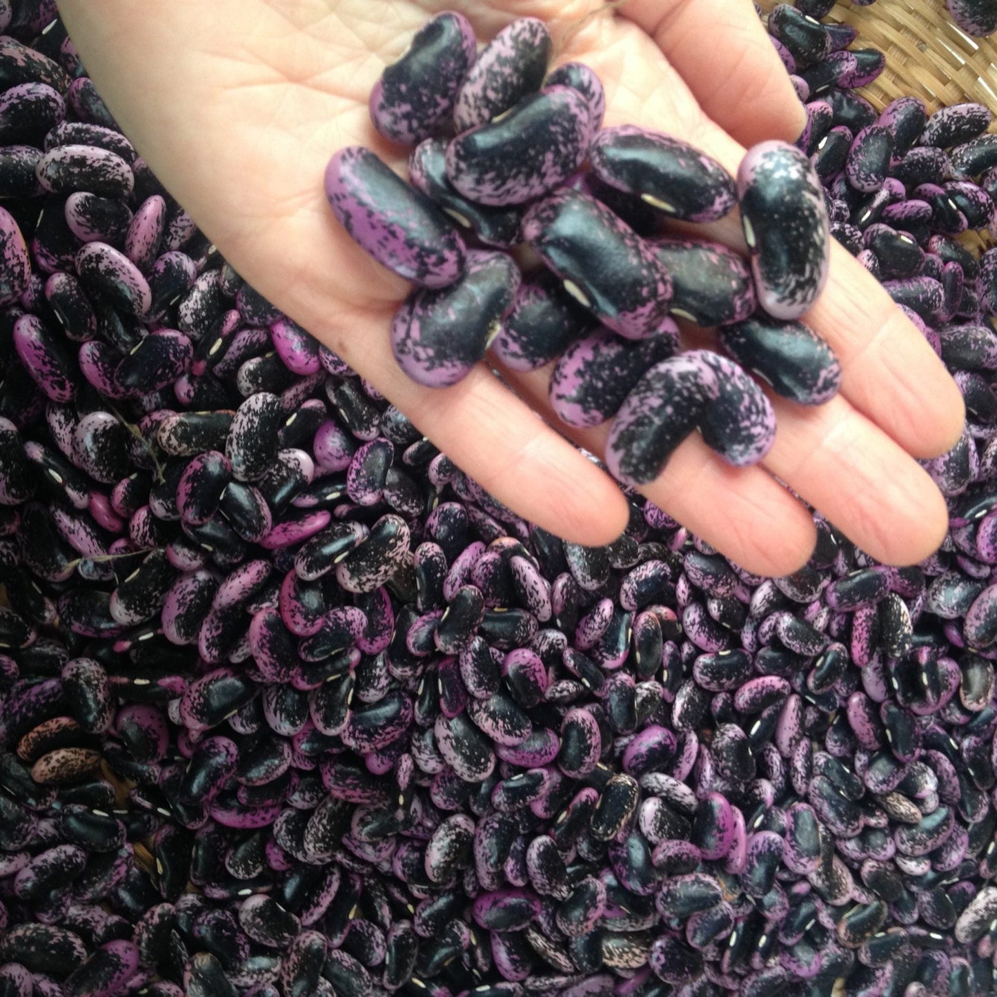 The Veggie Garden Collection