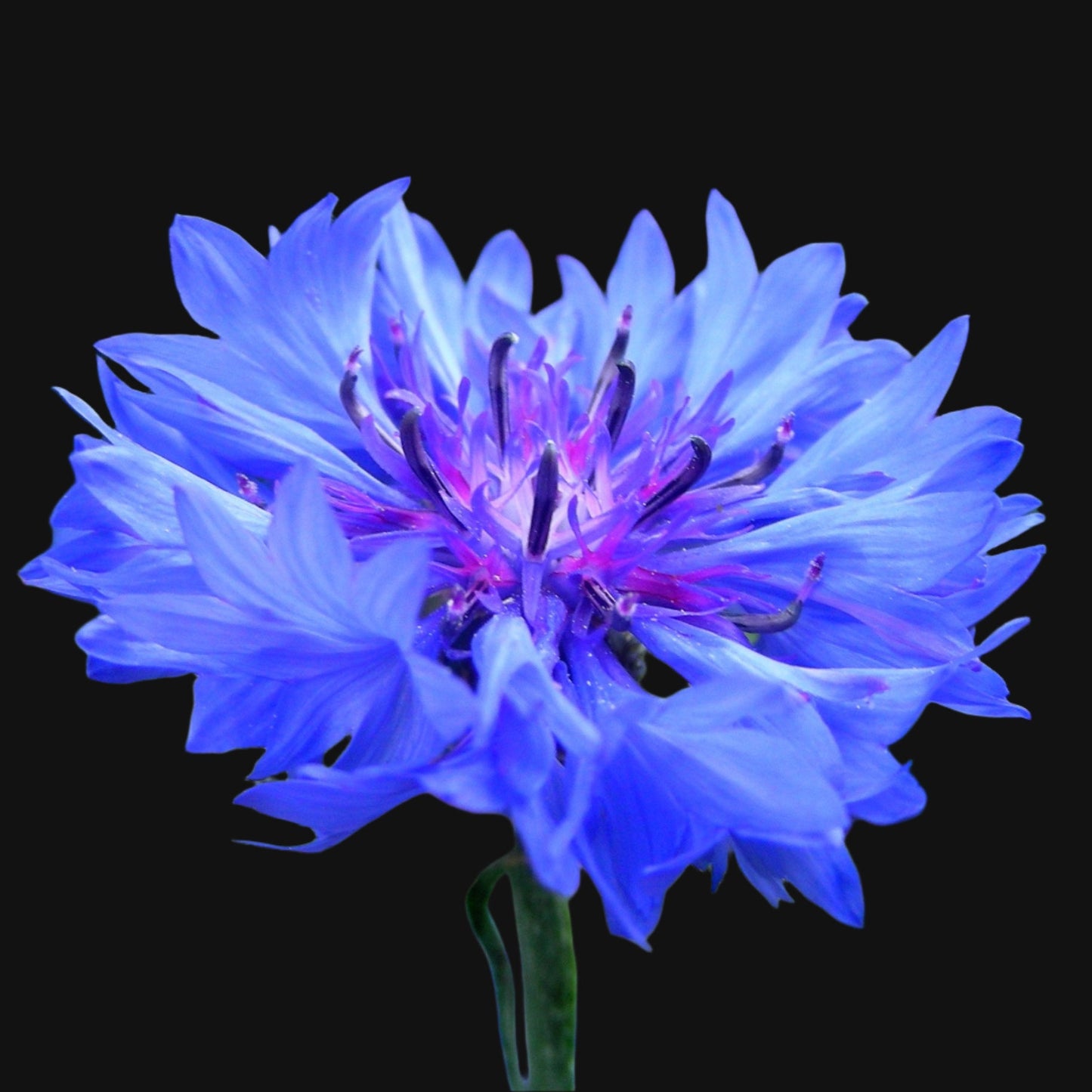Cornflower
