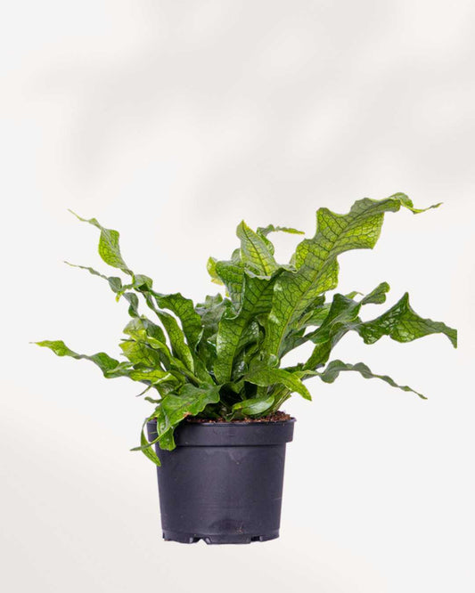 Fern Crocodyllus | Crocodile