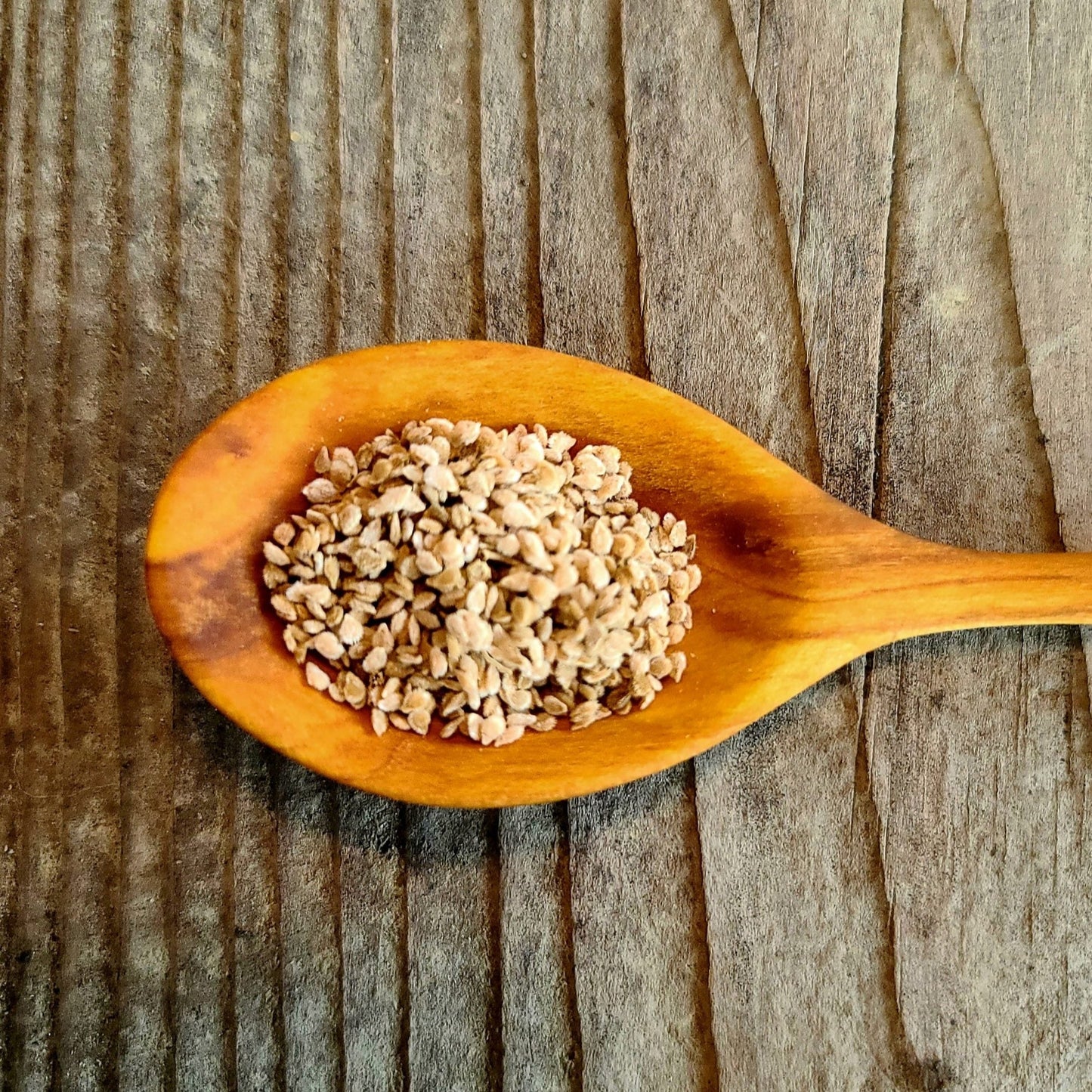 Coyote Yellow Currant Tomato