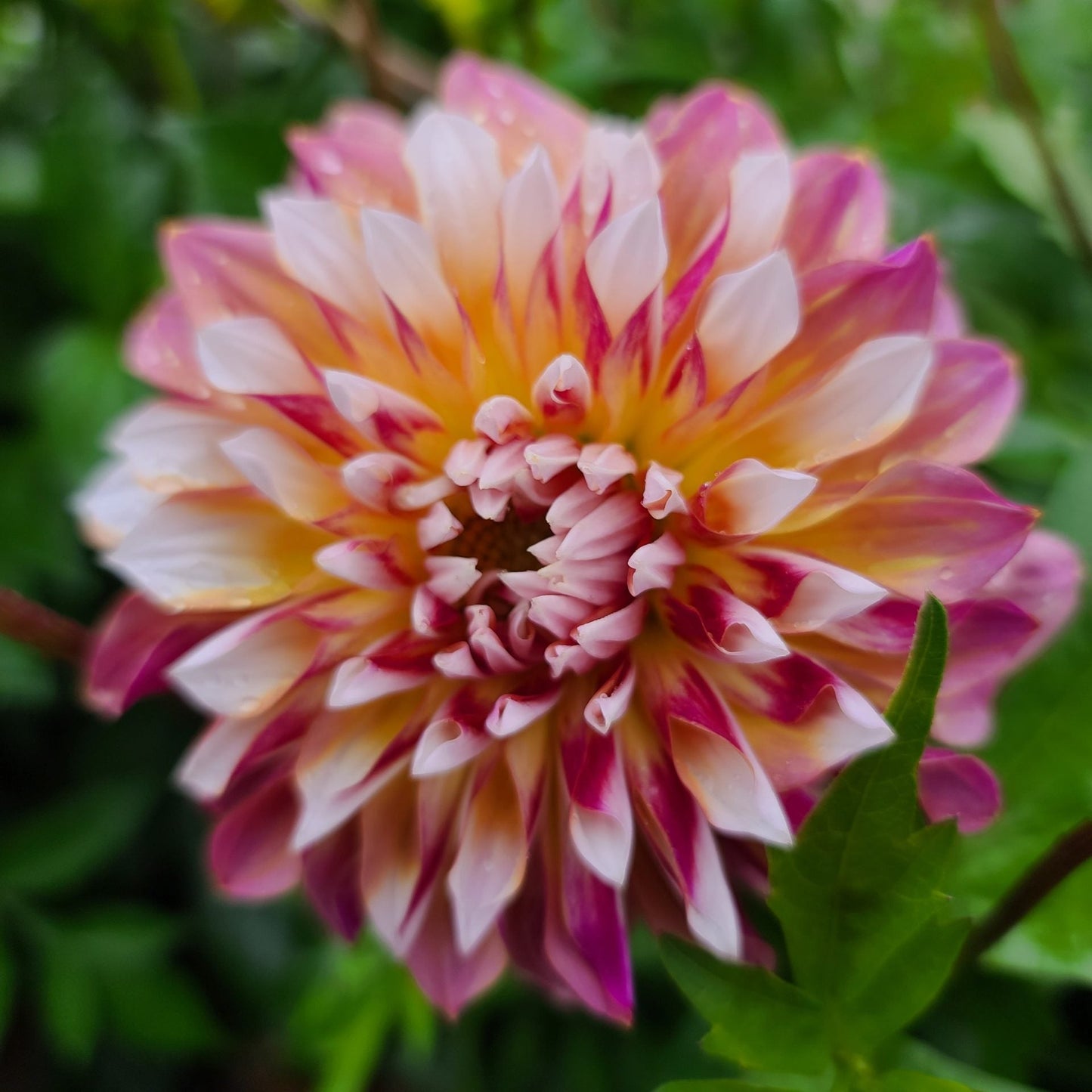 Dahlia
