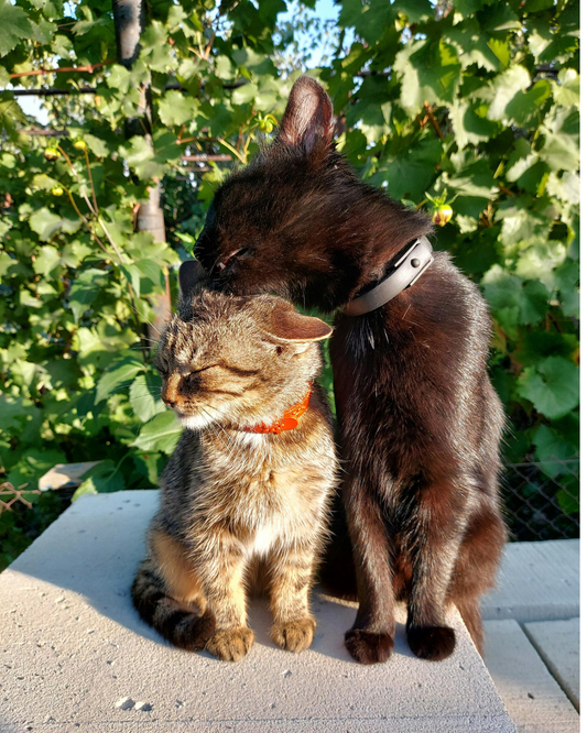 Collier en Biothane pour chat - fait main au Québec