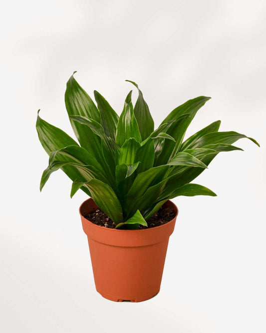 Dracaena Janet Craig