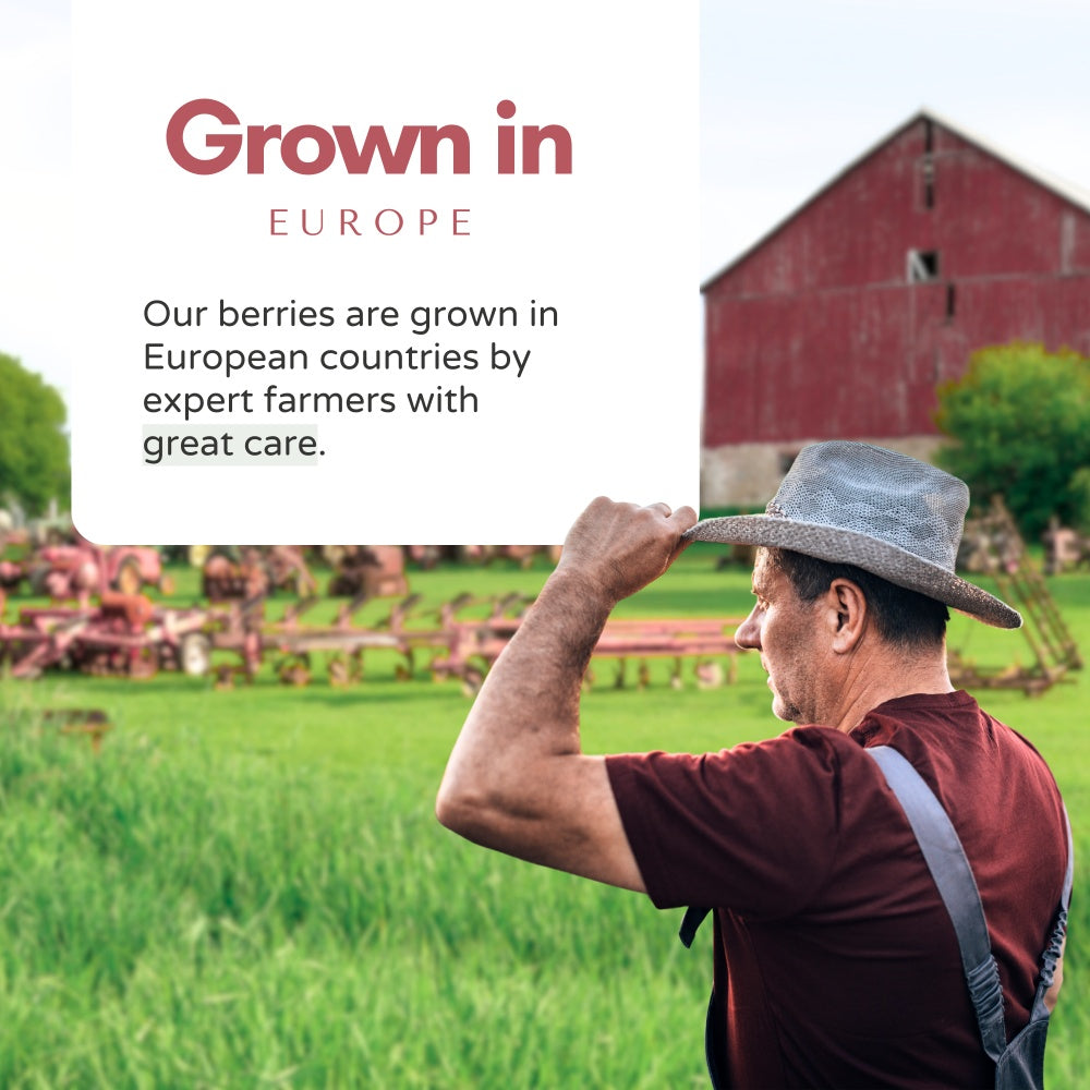 Organic Elderberries Dried 1 lb (454 g)