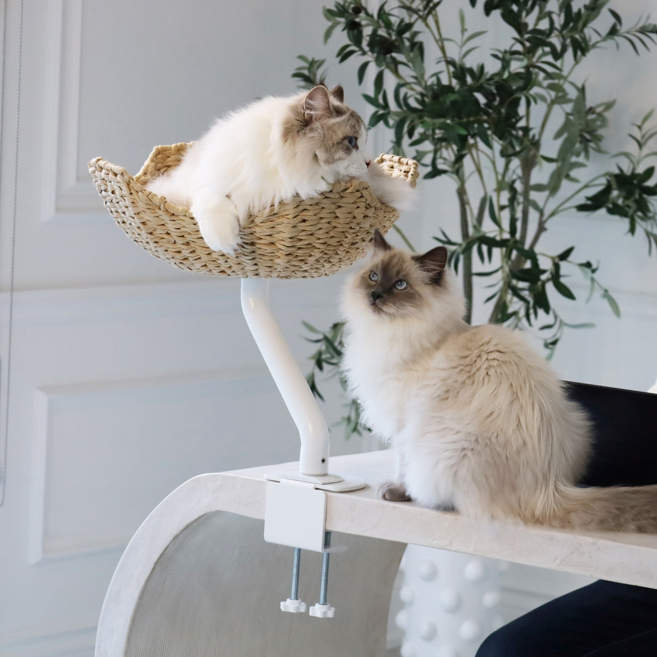 ERGO PURRCH - The Sustainable Desk-Mounted Cat Bed