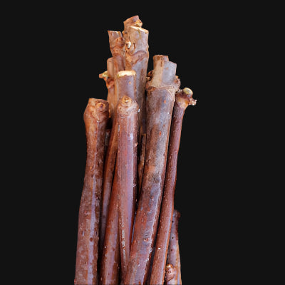 Red Elderberry Cuttings