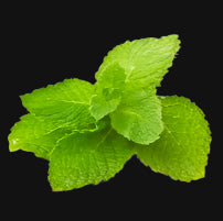 English Spearmint Rootstock
