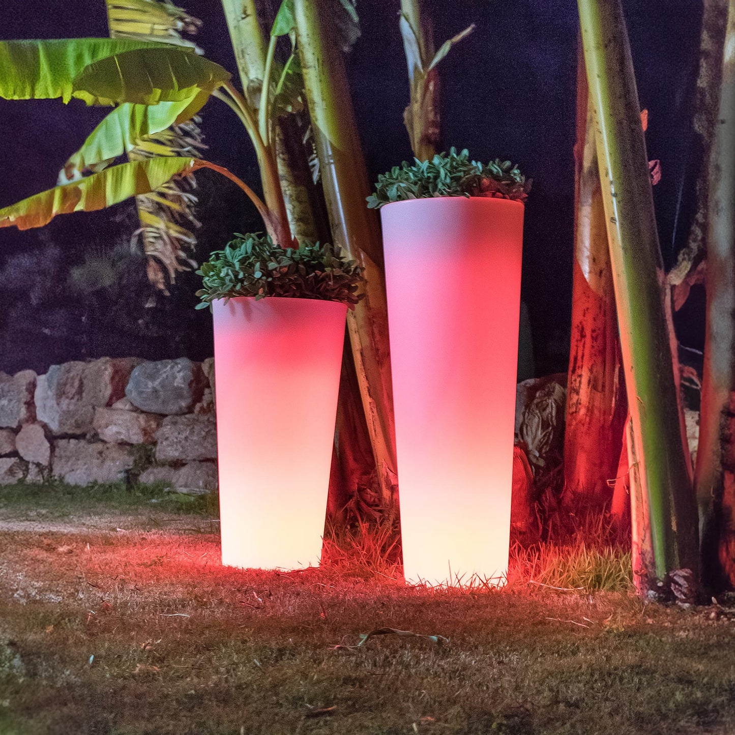 Ficus<br> Solar & Rechargeable