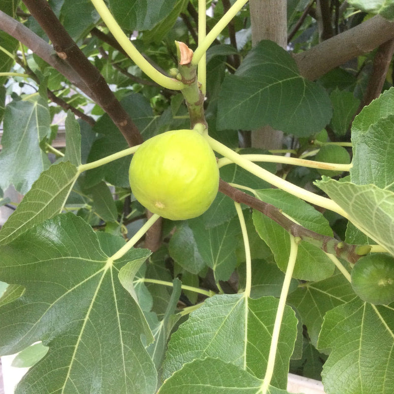Fig Cuttings