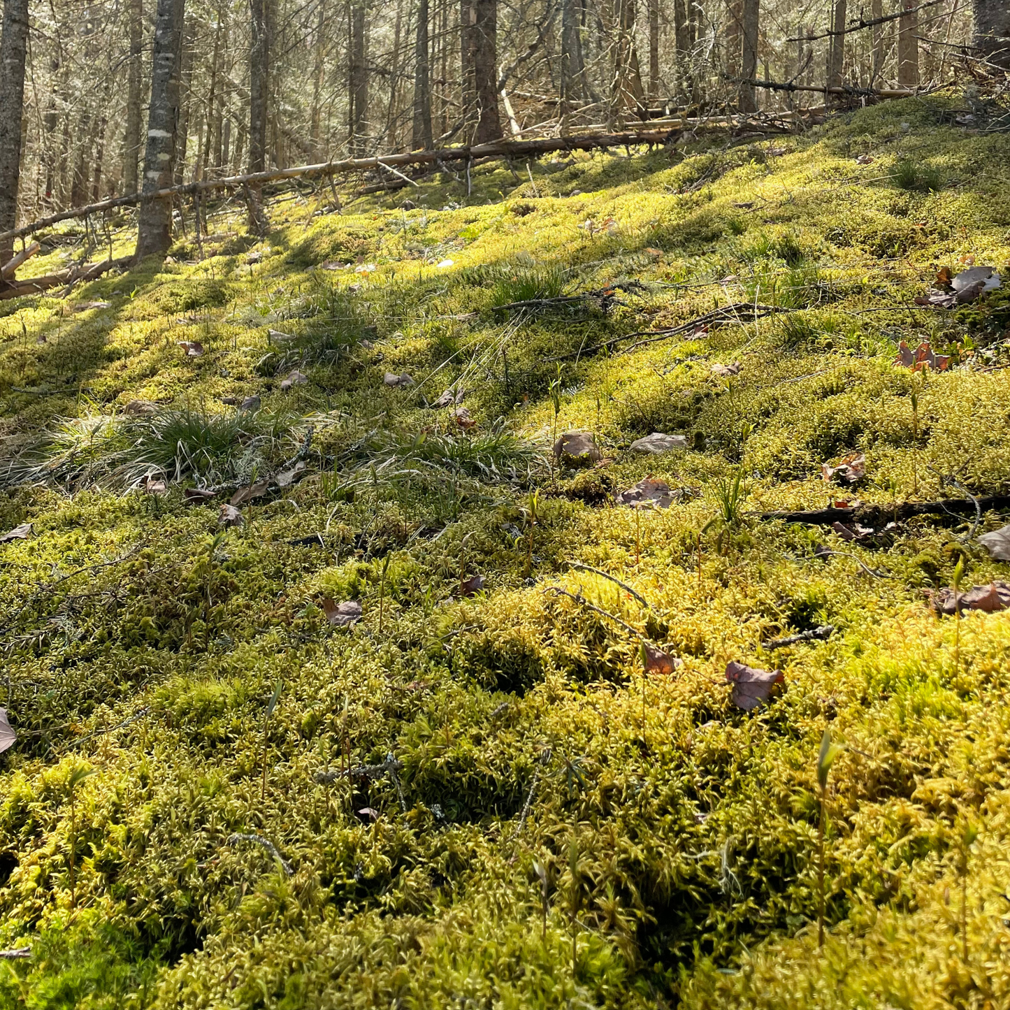 Natural Canadian Forest Moss - Revita-Moss™ (Pleurozium schreberi)