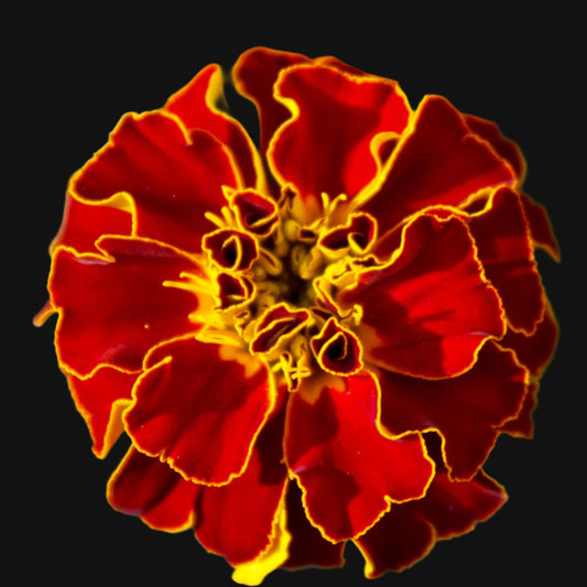 French Marigold Bush Mix