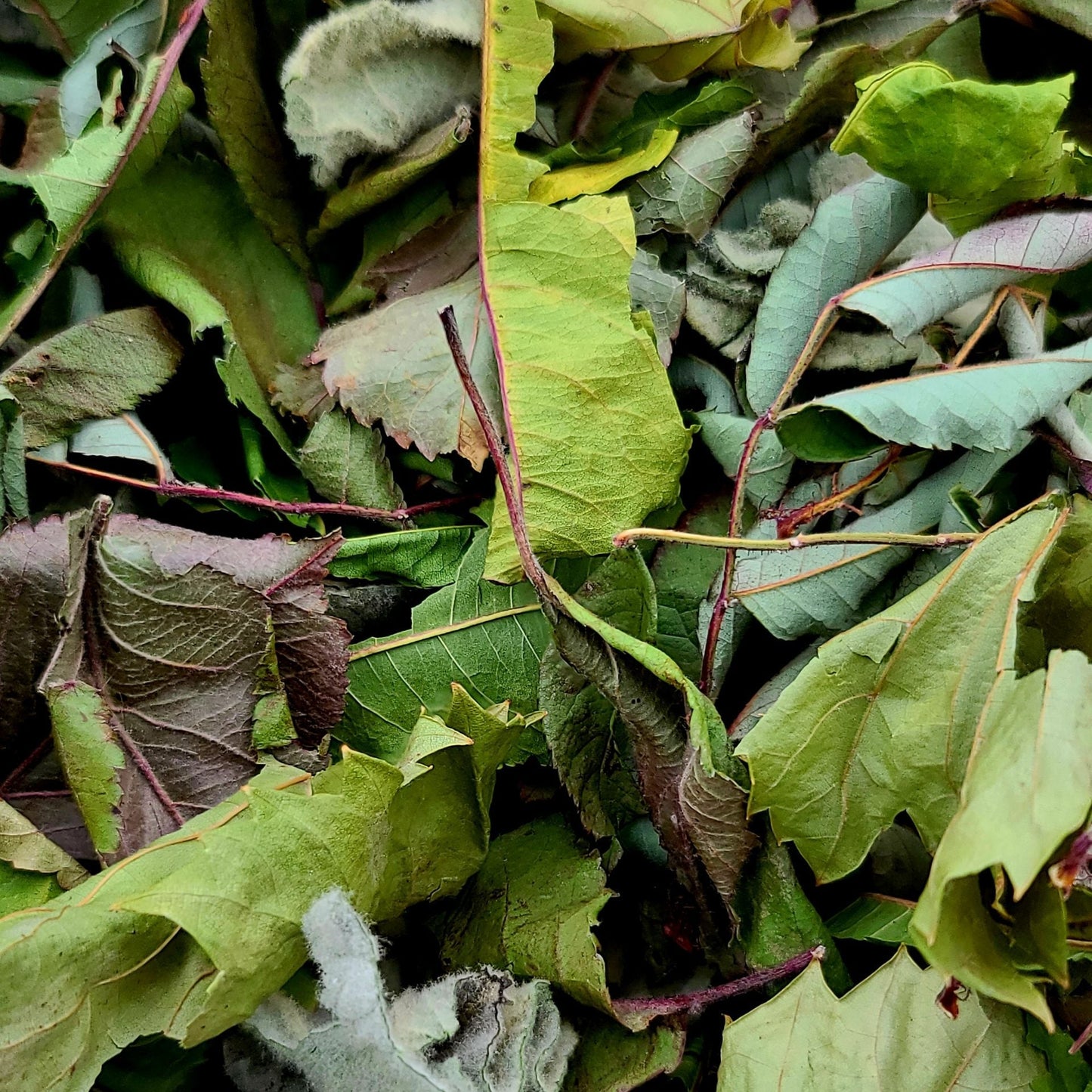 Orchard Experience Mix