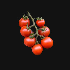 Gardener's Delight Tomato