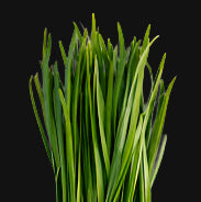Garlic Chive