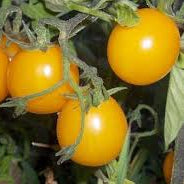 Gold Nugget Tomato