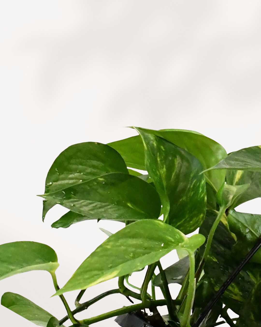 Pothos Golden - Epipremnum Aureum Golden
