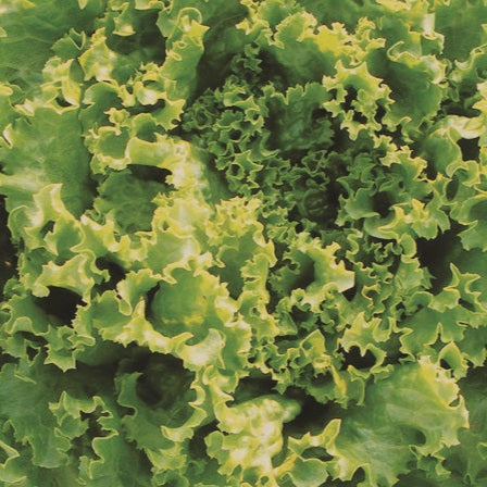 Green Curled Lettuce