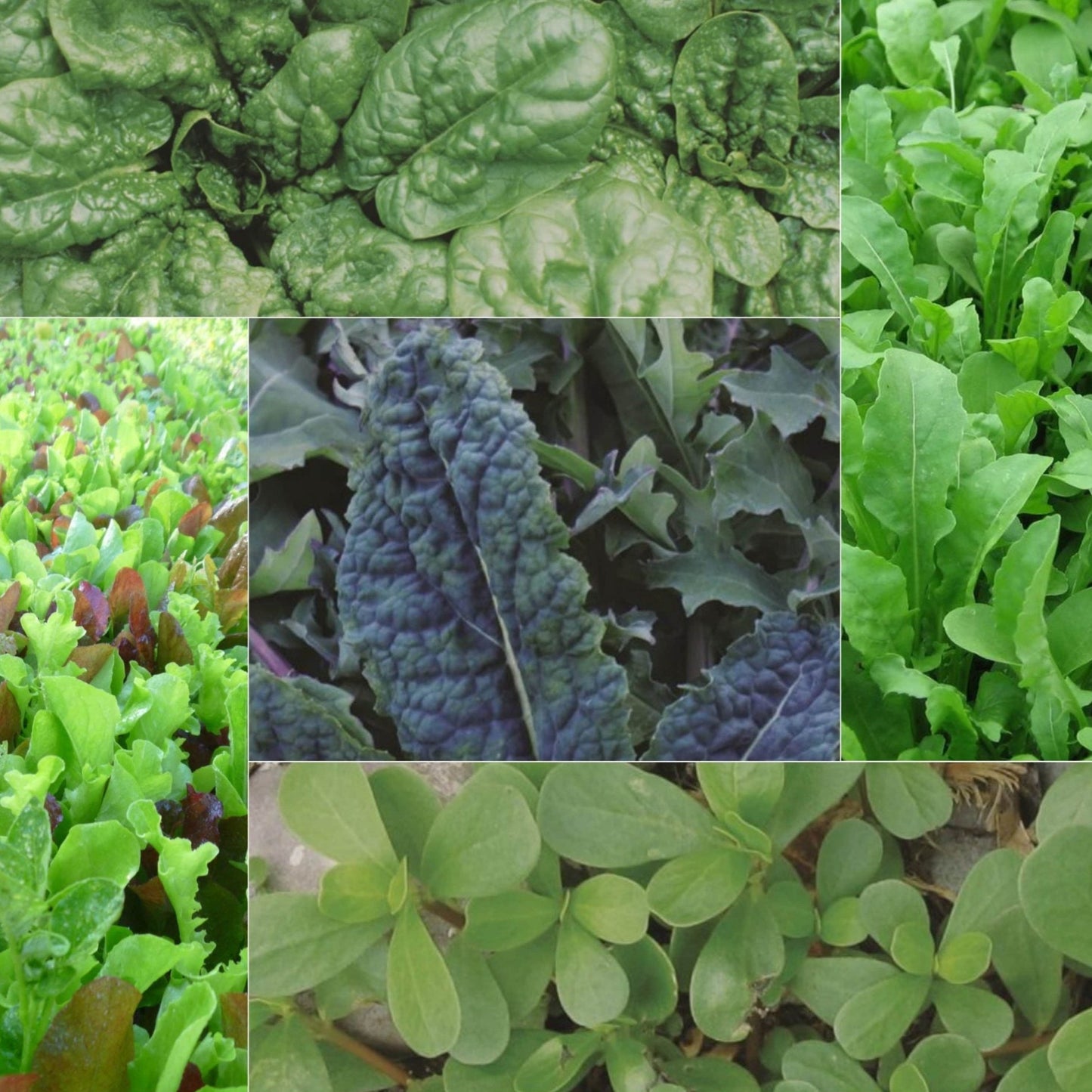 The Green Party Collection