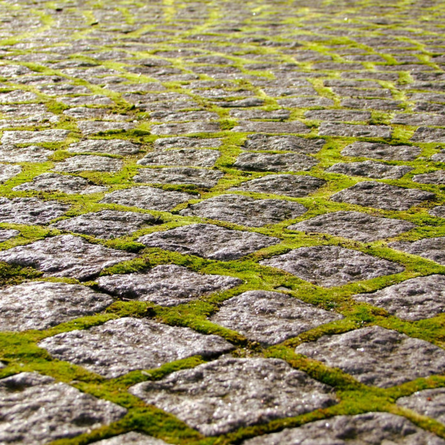 Growable Moss for the Sun