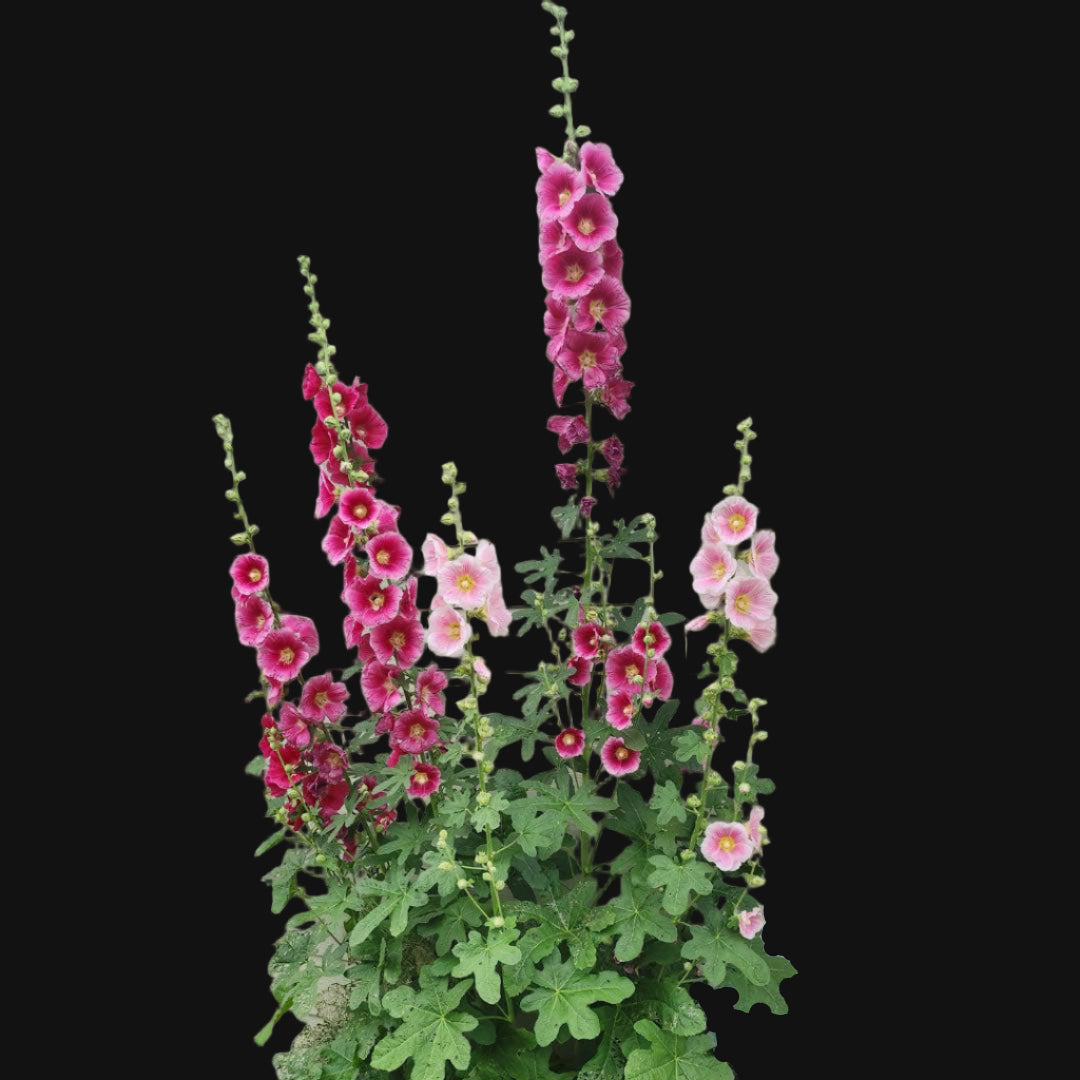 Hollyhock Mix