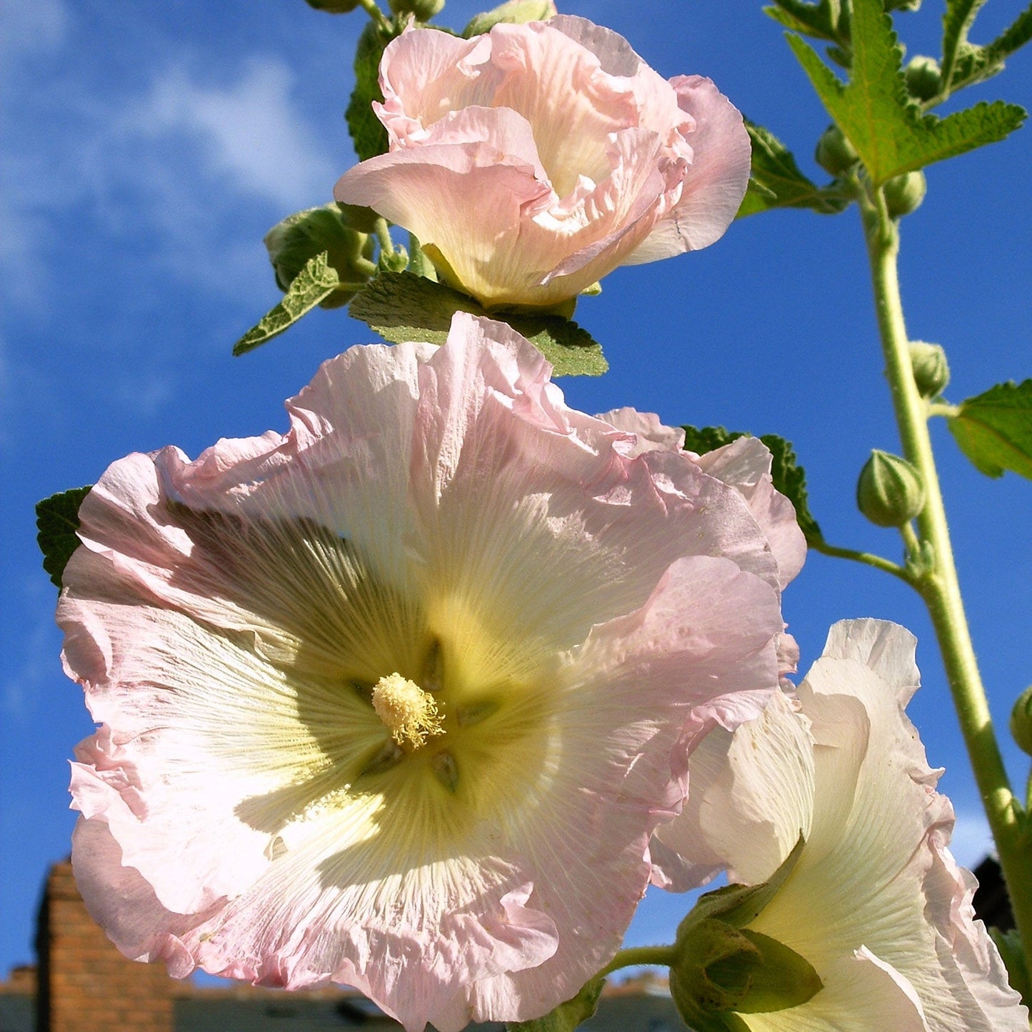 Hollyhock Mix