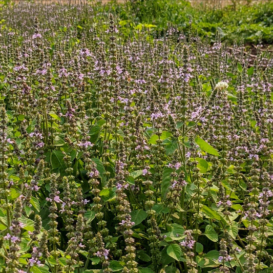 The Plant Medicine Collection
