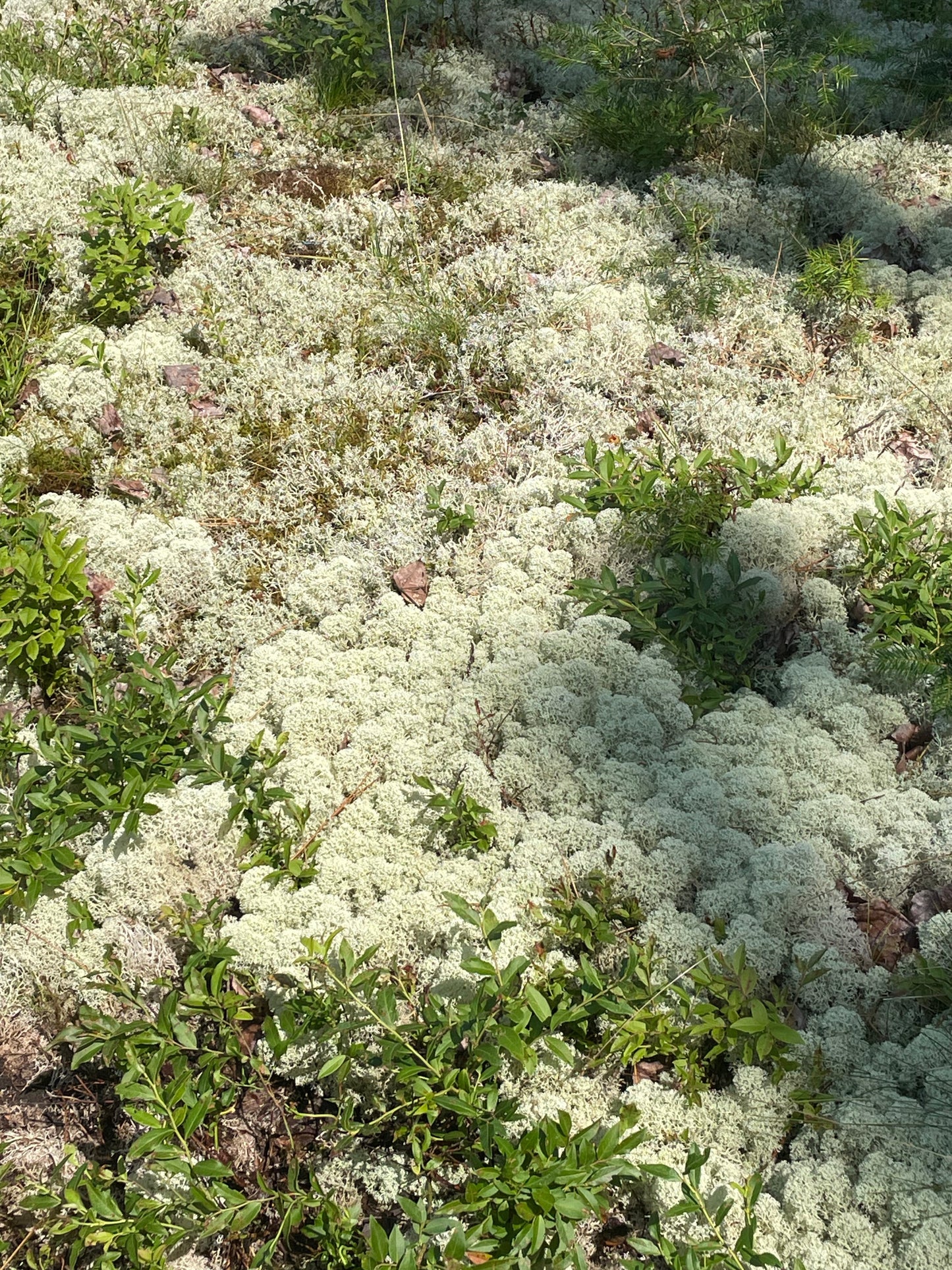 Natural Canadian Reindeer Moss - Revita-Moss