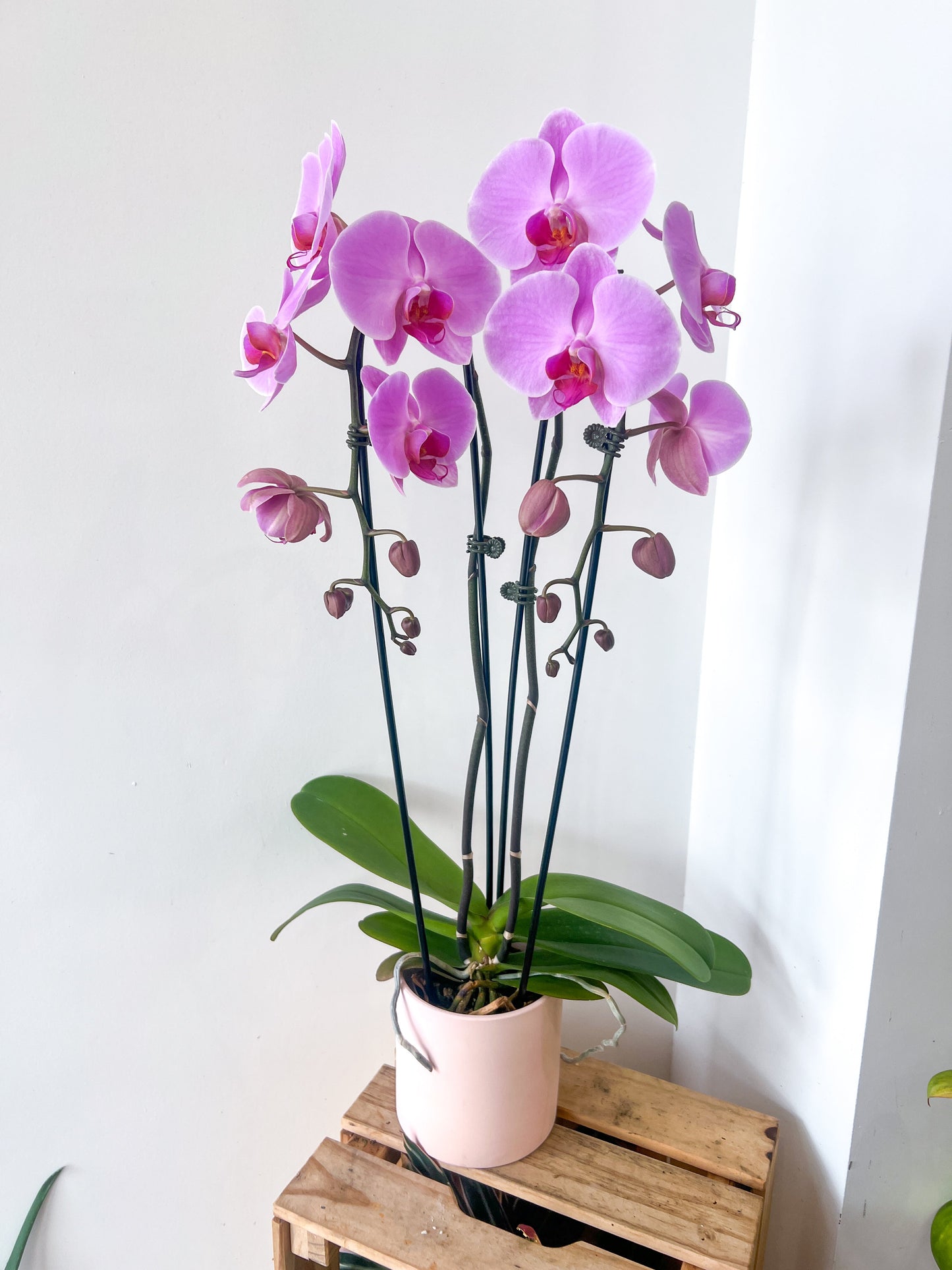 Featured Double Waterfall Phalaenopsis