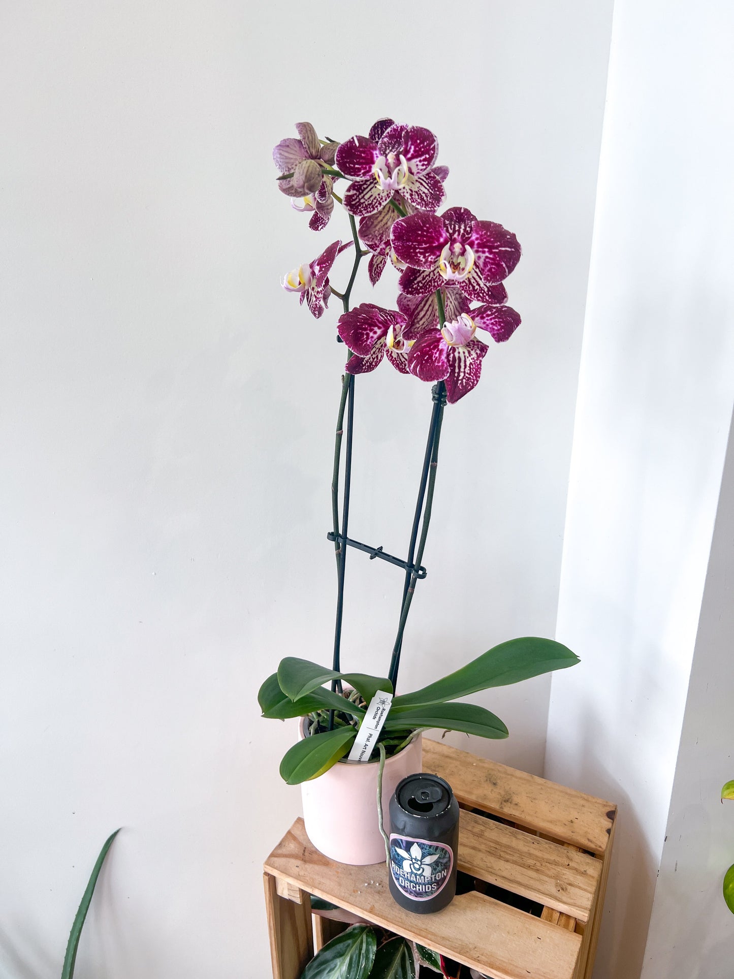(Large) Best in Bloom Phalaenopsis