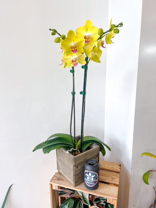 (Large) Best in Bloom Phalaenopsis