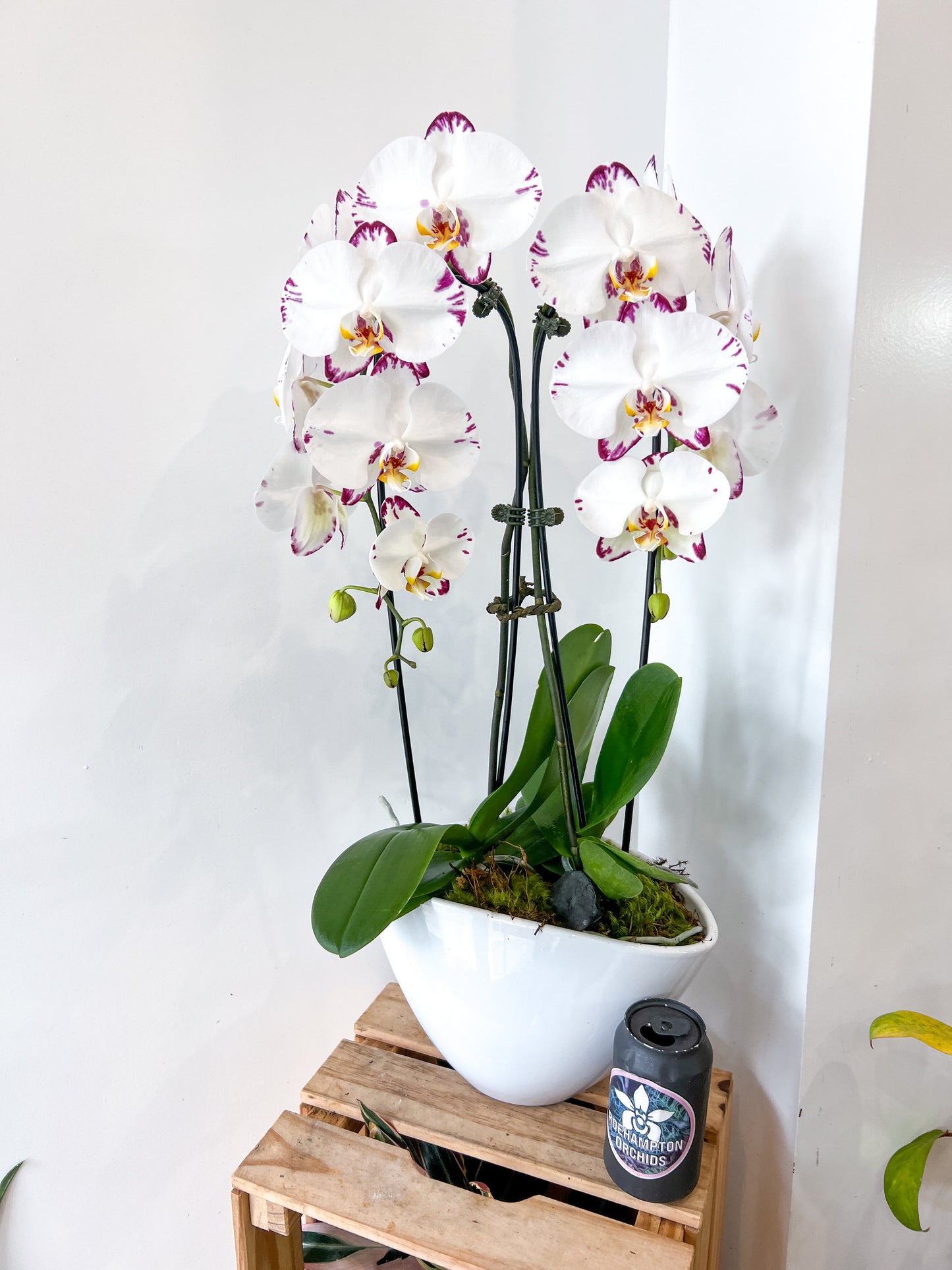 The Heart Opal Boat - 2 stem orchid