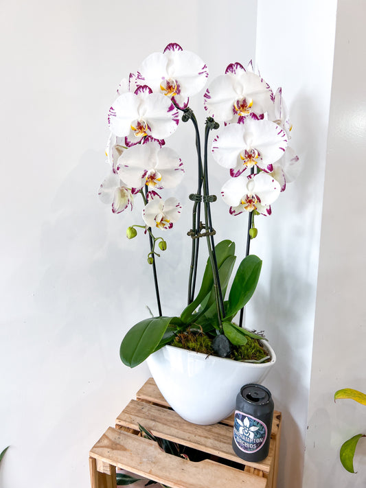 The Heart Opal Boat - 2 stem orchid