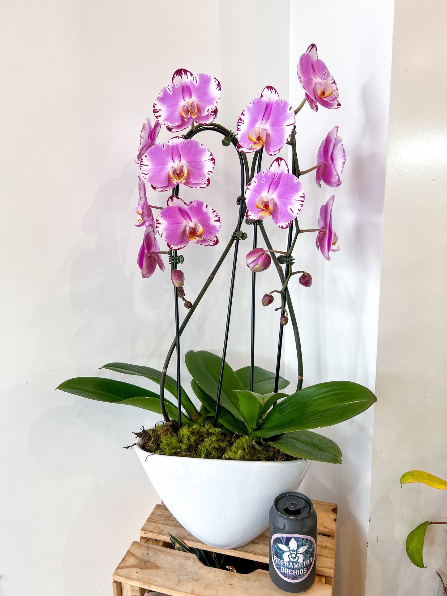 The Heart Opal Boat - 2 stem orchid
