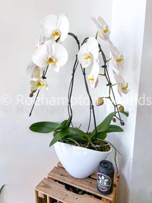 The Heart Opal Boat - 2 stem orchid