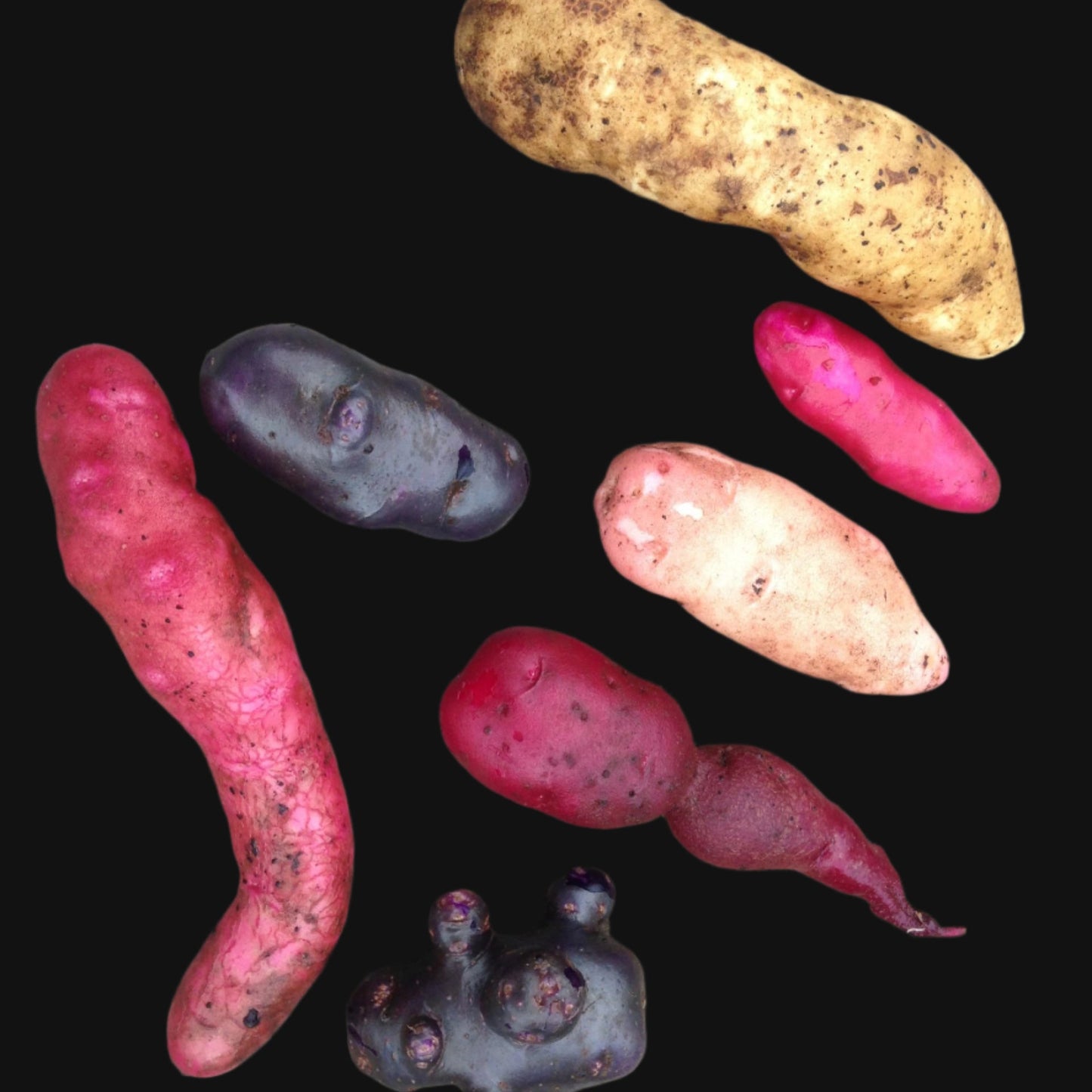 Metchosin Farm Originals Seed Potato Mix