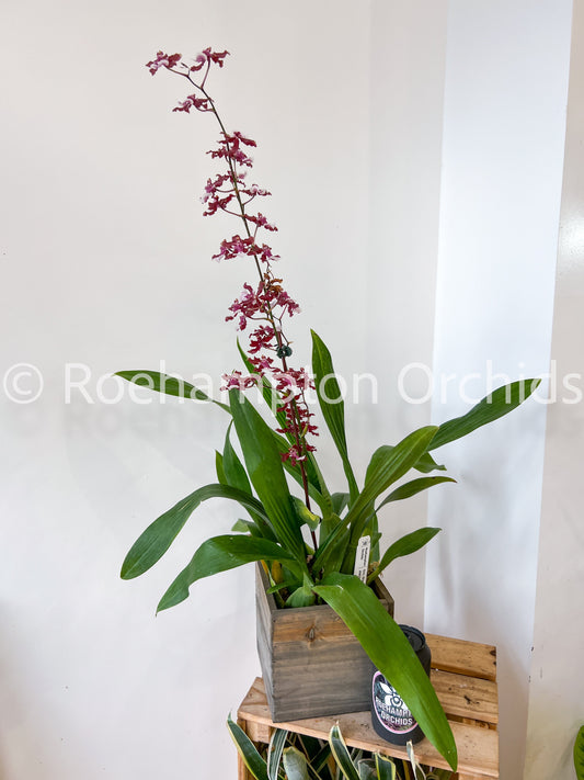 Best in Bloom Oncidium - Seasonal